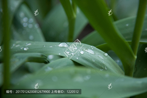 郁金香葉上的露珠-匯圖網(wǎng) www.fosd68.com 郁金香葉上的露珠