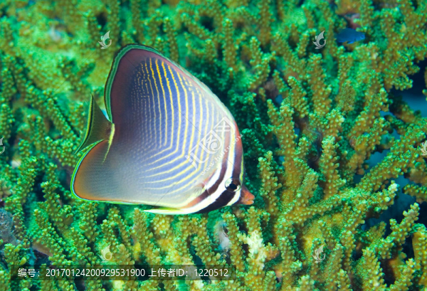 蝴蝶魚(yú)