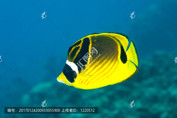 蝴蝶魚