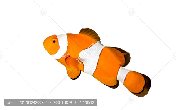 小丑魚-匯圖網(wǎng) www.fosd68.com 小丑魚