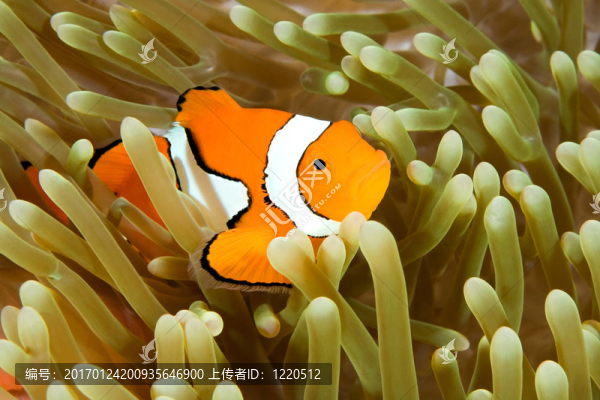 小丑魚