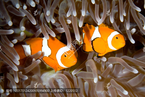 兩個(gè)小丑魚