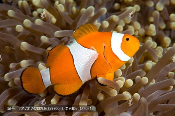 小丑魚