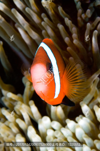 黑背小丑魚(yú)