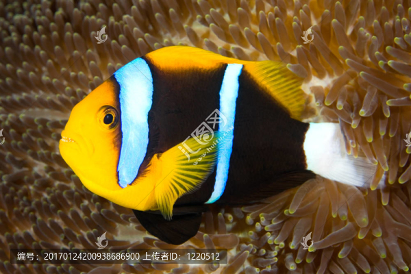 橙鰭小丑魚