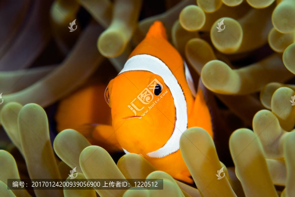 小丑魚