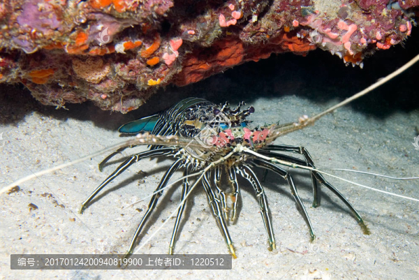 畫蝦-匯圖網(wǎng) www.fosd68.com 畫蝦