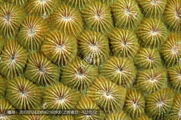 珊瑚蟲(chóng)-匯圖網(wǎng) www.fosd68.com 珊瑚蟲(chóng)