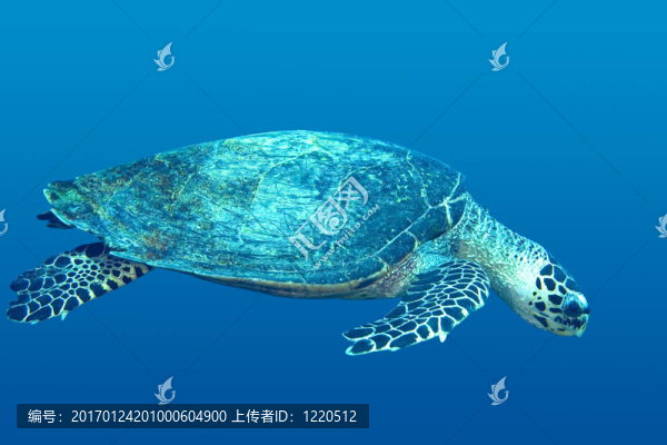 海龜-匯圖網(wǎng) www.fosd68.com 海龜