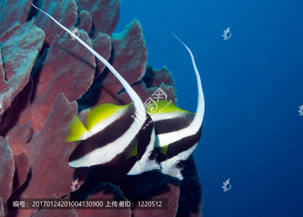 兩長鰭鰭魚