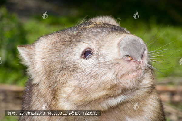 袋熊
