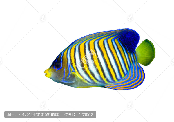 帝王神仙魚(yú)
