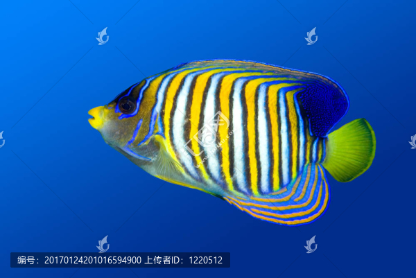 帝王神仙魚(yú)