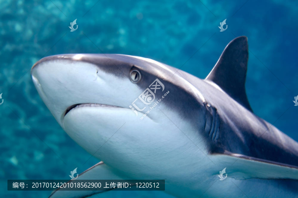 灰色色鯊魚