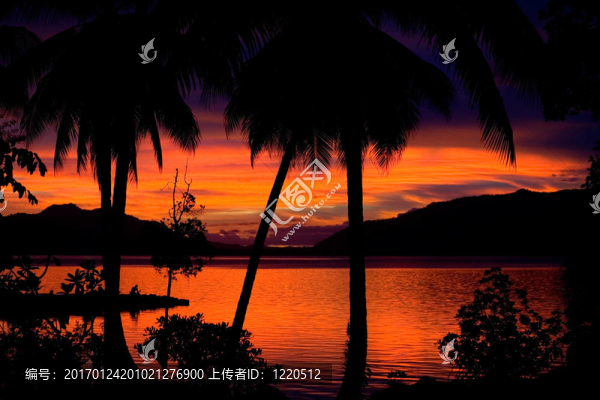 紅日落和棕櫚樹