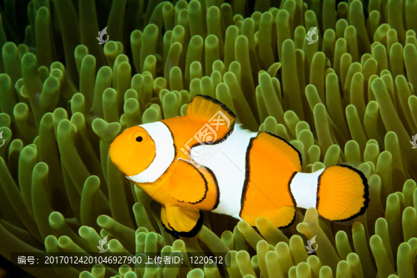 小丑魚