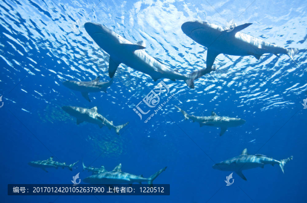 學校的鯊魚