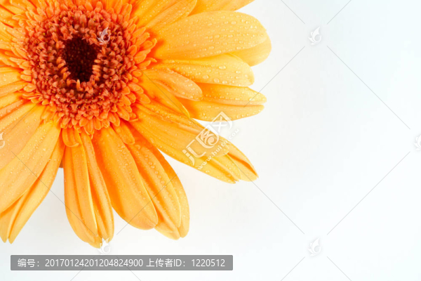 菊花的部分視圖