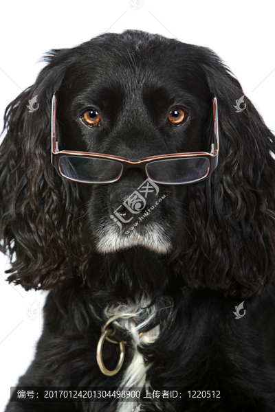 智能眼鏡看可卡犬-匯圖網(wǎng) www.fosd68.com 智能眼鏡看可卡犬