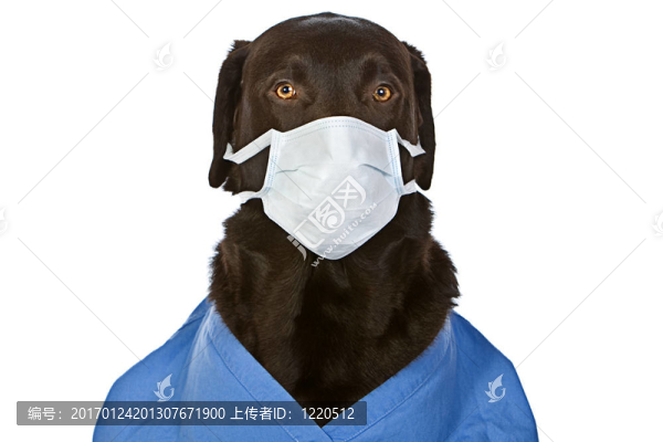 拉布拉多獵犬的外科醫(yī)生