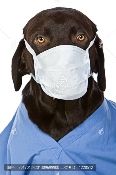 拉布拉多獵犬的外科醫(yī)生