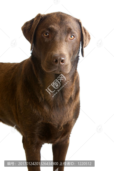 一歲的雄性拉布拉多獵犬