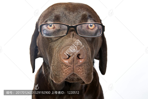聰明的拉布拉多戴眼鏡看