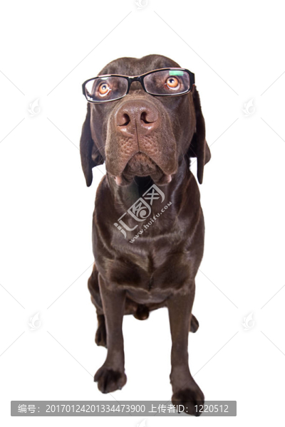 聰明的拉布拉多戴眼鏡看