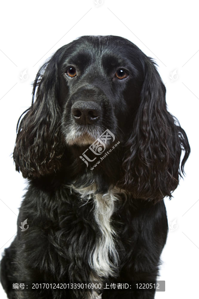 英國可卡犬
