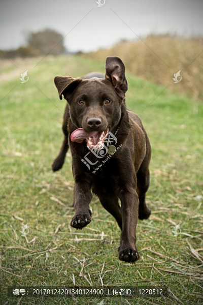 拉布拉多在鄉(xiāng)下跑步