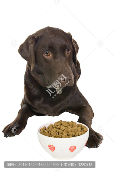 巧克力拉布拉多與食物的碗