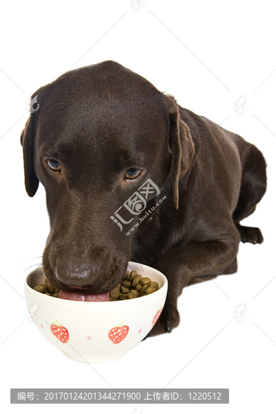 巧克力拉布拉多與食物的碗