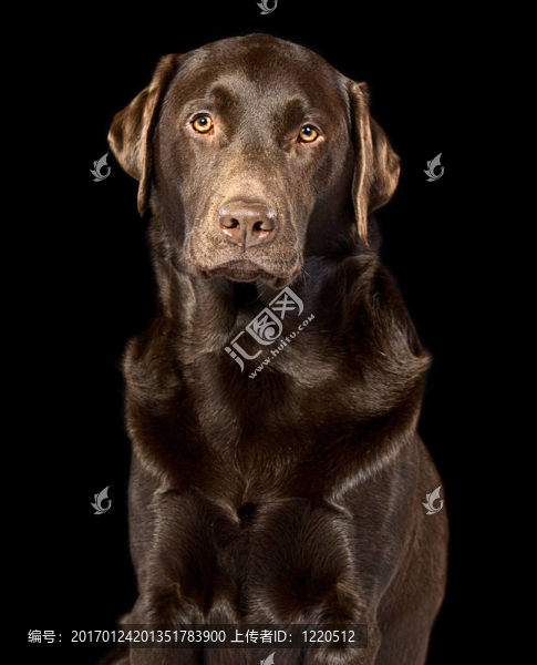漂亮的巧克力拉布拉多在黑色的背景