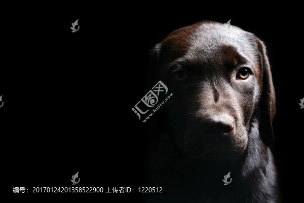 低調(diào)的巧克力拉布拉多
