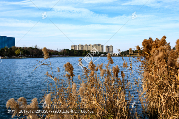 冬季日湖公園,湖泊,寧波日湖