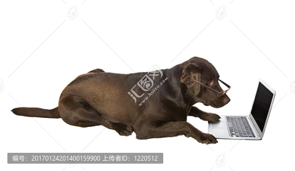 聰明的拉布拉多獵犬的筆記本電腦