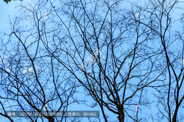 冬天樹枝素材,樹枝剪影,樹枝素-匯圖網(wǎng) www.fosd68.com 冬天樹枝素材,樹枝剪影,樹枝素