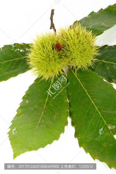 綠色的栗色卷發(fā)