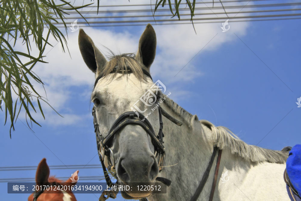灰白色的馬-匯圖網(wǎng) www.fosd68.com 灰白色的馬