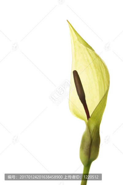 領(lǐng)主和夫人花
