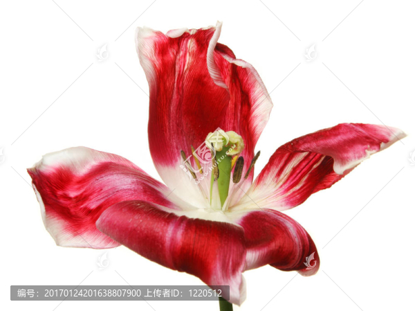 紅色的郁金香-匯圖網(wǎng) www.fosd68.com 紅色的郁金香