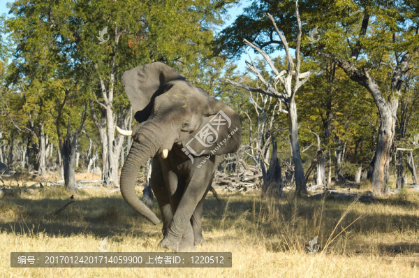 大象-匯圖網(wǎng) www.fosd68.com 大象