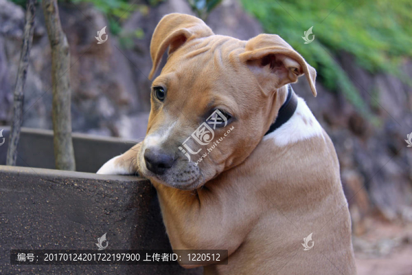 被捕獲的行為