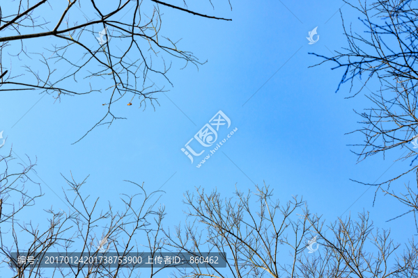 冬天樹枝素材,樹枝剪影,樹枝素