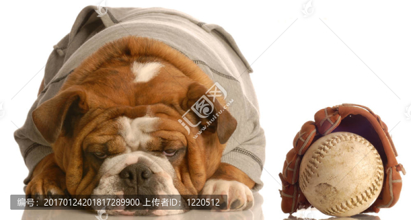 體育的獵犬