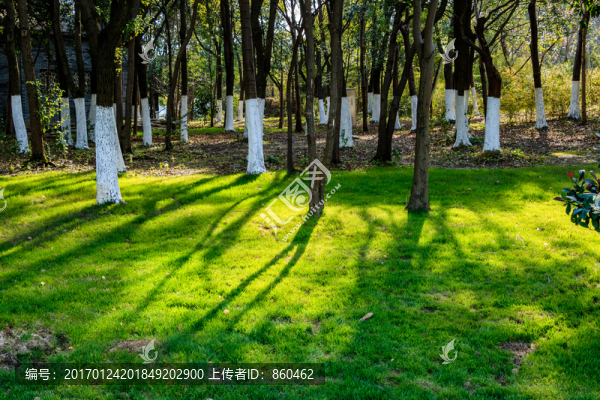 樹林光影斑駁,陽光樹林,光影斑