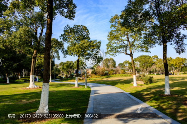 樹林光影斑駁,陽光樹林,光影