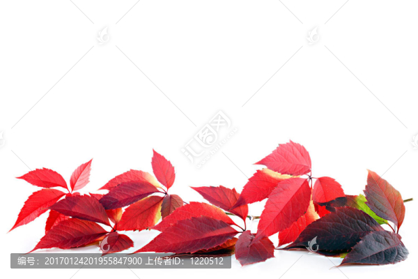 秋天的落葉-匯圖網(wǎng) www.fosd68.com 秋天的落葉