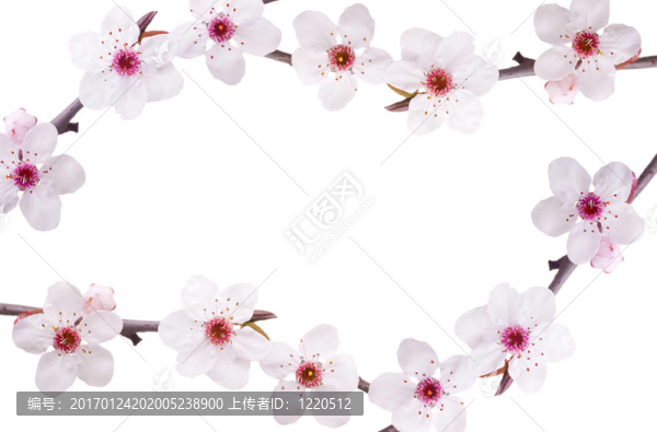 春天的花框