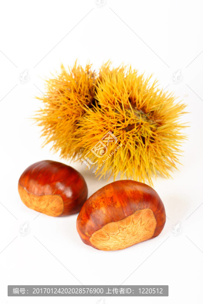 兩個栗子和多刺的卷曲